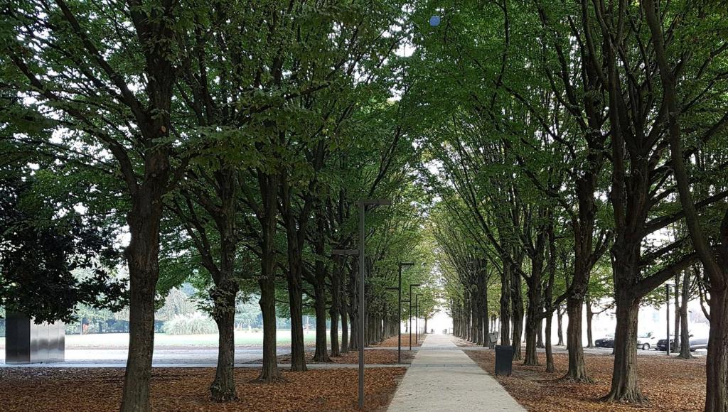 Shaded tree-lined avenue near the piazza