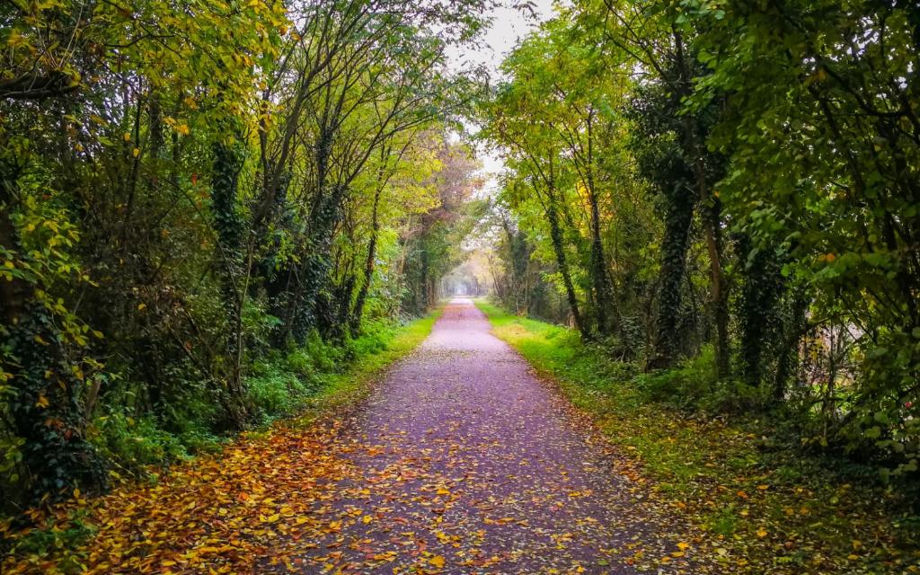 Tree-lined cycling and walking path in the Veneto